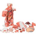 Fabrication Enterprises 3B® Anatomical Model - Life Size Muscle Torso, 27-Part 986126